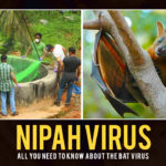 Nipah-Virus- How-to-stay-safe